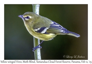 Yellow-winged Vireo
