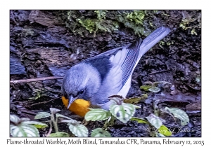 Flame-throated Warbler
