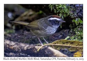 Black-cheeked Warbler