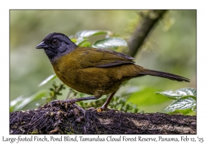 Large-footed Finch