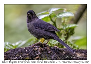 Yellow-thighed Brushfinch