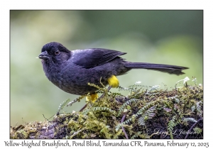 Yellow-thighed Brushfinch