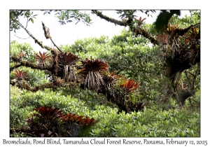 Bromeliads