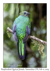 Resplendent Quetzal female