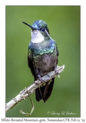 White-throated Mountain-gem male