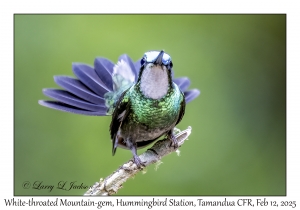 White-throated Mountain-gem male