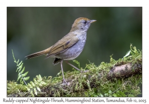 Ruddy-capped Nightingale-Thrush