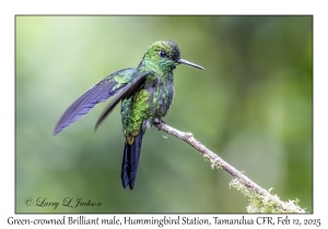 Green-crowned Brilliant male