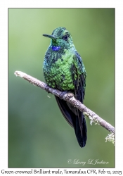 Green-crowned Brilliant male