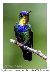 Fiery-throated Hummingbird