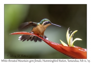 White-throated Mountain-gem female