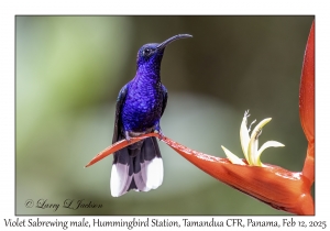 Violet Sabrewing male