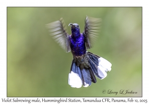 Violet Sabrewing male
