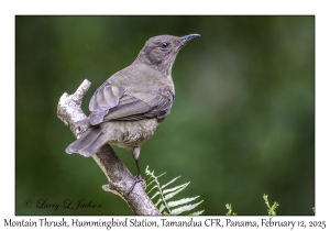 Mountain Thrush