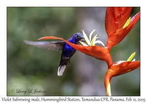 Violet Sabrewing male