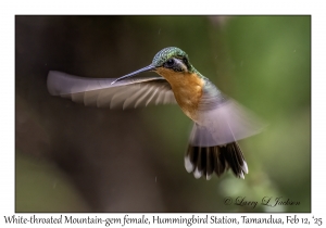 White-throated Mountain-gem female