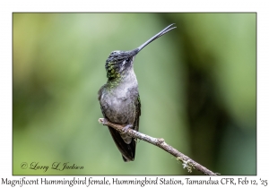 Magnificent Hummingbird female