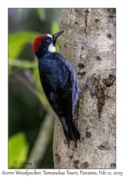 Acorn Woodpecker