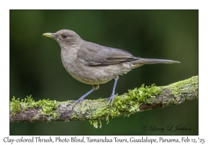 Clay-colored Thrush