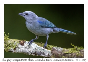 Blue-gray Tanager