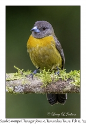 Scarlet-rumped Tanager female