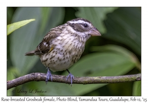 Rose-breasted Grosbeak female