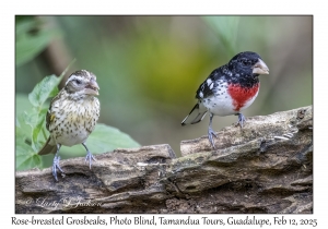 Rose-breasted Grosbeaks