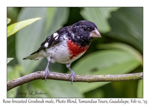 Rose-breasted Grosbeak male