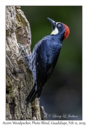 Acorn Woodpecker