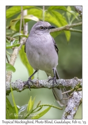 Tropical Mockingbird
