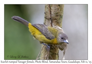 Scarlet-rumped Tanager female