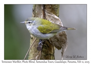 Tennessee Warbler
