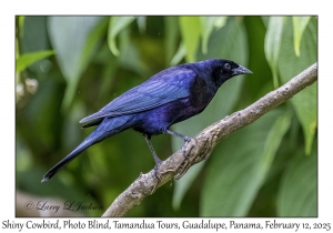 Shiny Cowbird male