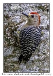 Red-crowned Woodpecker male