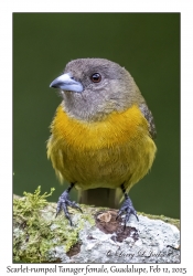 Scarlet-rumped Tanager female
