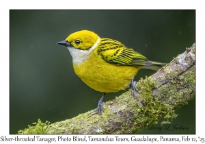 Silver-throated Tanager