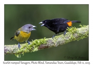 Scarlet-rumped Tanagers