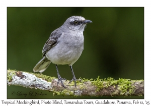 Tropical Mockingbird