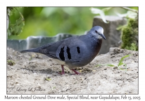 Maroon-chested Ground-Dove male