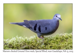 Maroon-chested Ground-Dove male