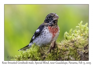 Rose-breasted Grosbeak male