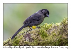 Yellow-thighed Brushfinch