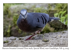 Maroon-chested Ground-Dove male