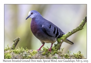 Maroon-chested Ground-Dove male