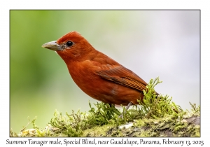 Summer Tanager male