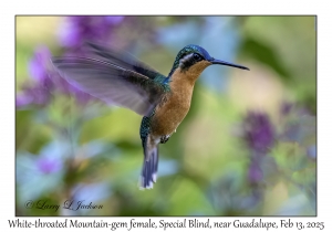 White-throated Mountain-gem female