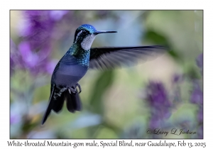 White-throated Mountain-gem male