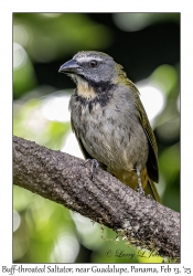 Buff-throated Saltator