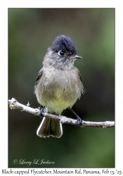 Black-capped Flycatcher