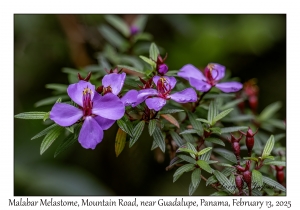 Malabar Melastome